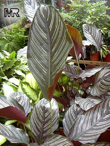 کالا‌ته‌آ,Striped, Pink-stripe
